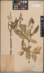 Foto von Salix daphnoides Vill.